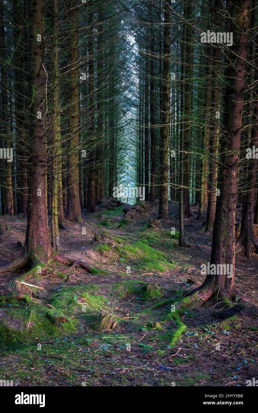 Die dicht bepflanzten Bäume des Whinlatter Forest, Lake District, England Stockfoto