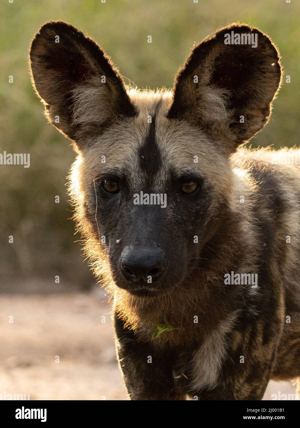 Porträt eines wilden Hundes (gemalter Wolf), Kruger-Nationalpark, Südafrika Stockfoto