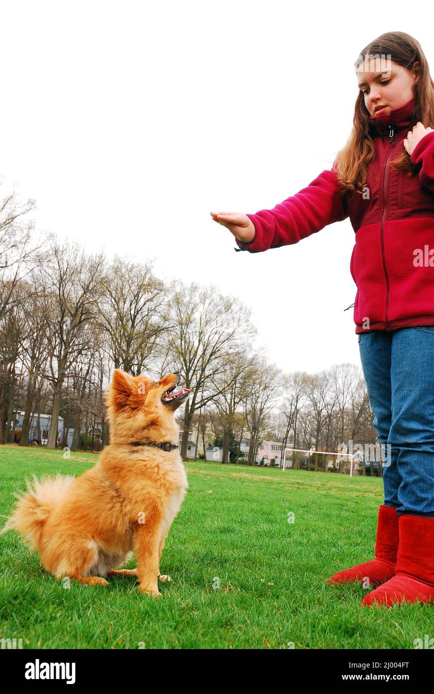 Ein junges Mädchen trainiert ihren Hund in einem Park Stockfoto