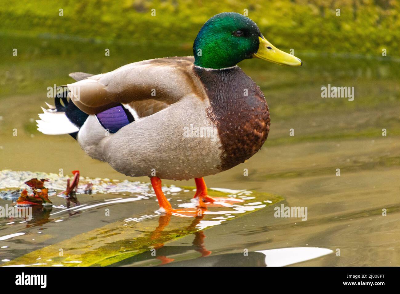 Wie Heißt Die Männliche Ente www.alamy.de