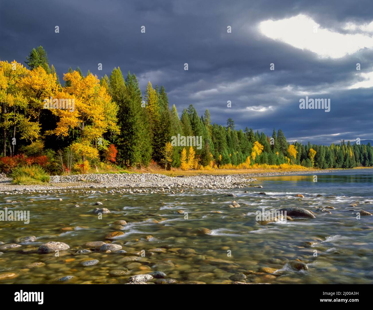 Herbstfarben entlang der Mündung des Yaak-Flusses am Zusammenfluss mit dem kootenai-Fluss in der Nähe von Troy, montana Stockfoto