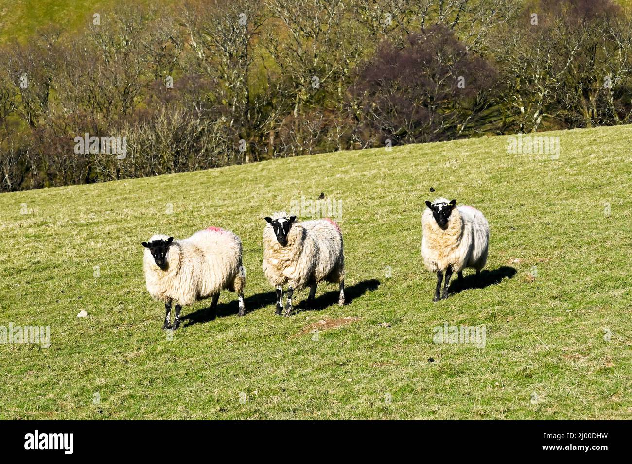 Drei schwarz gesichtige walisische Schafe auf einer Hügelfarm, die die Kamera ansahen. Keine Personen. Speicherplatz kopieren. Stockfoto