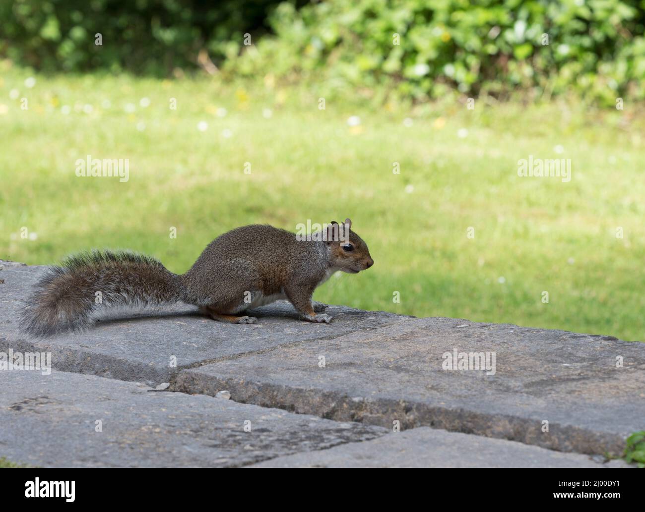 Grauhörnchen, Sciurus carolinensis, alleinerziehend an der Wand im Garten, Pembrokeshire, Wales, Großbritannien. Stockfoto