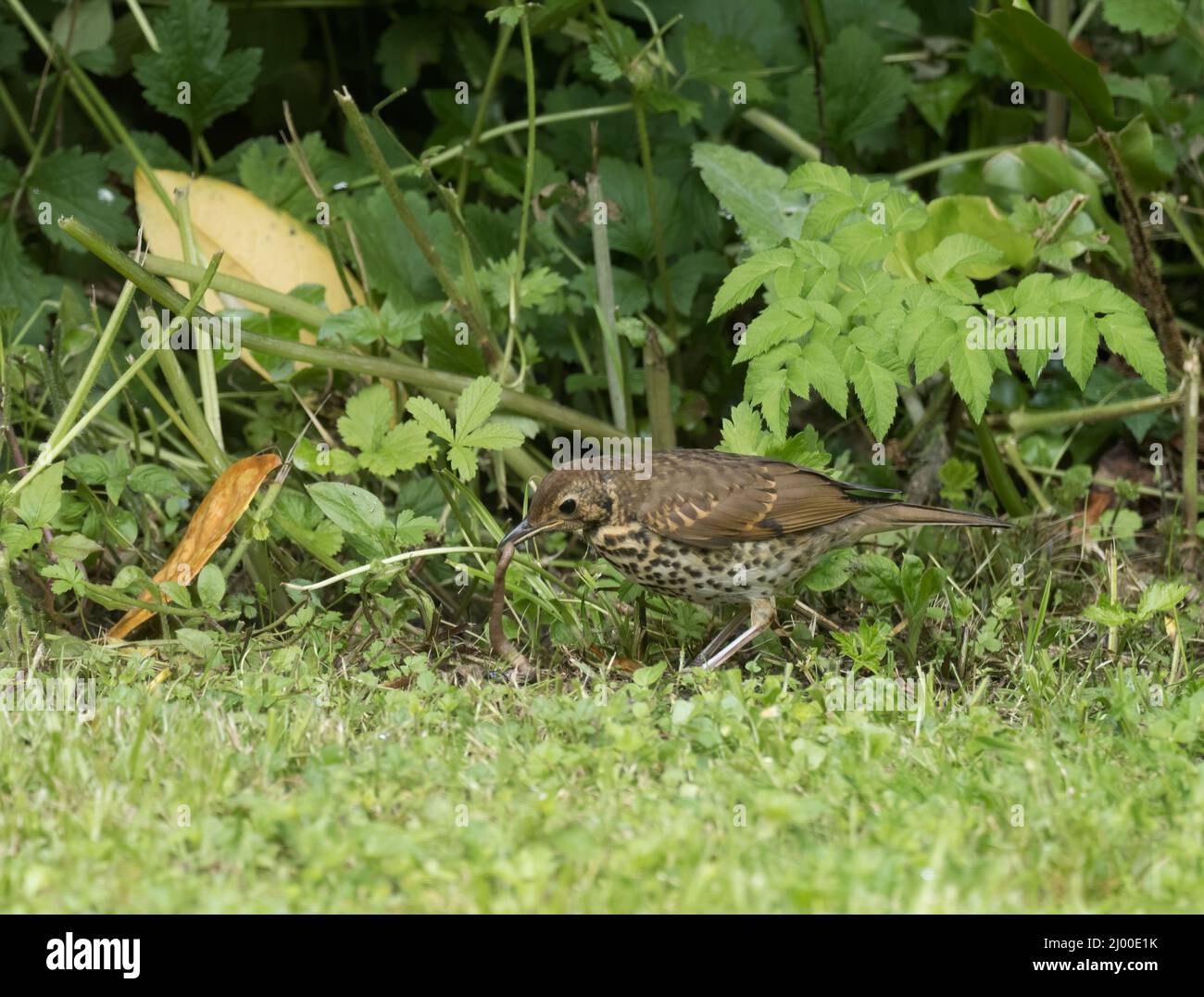 Feeding an earthworm Stockfotos und bilder Kaufen Alamy