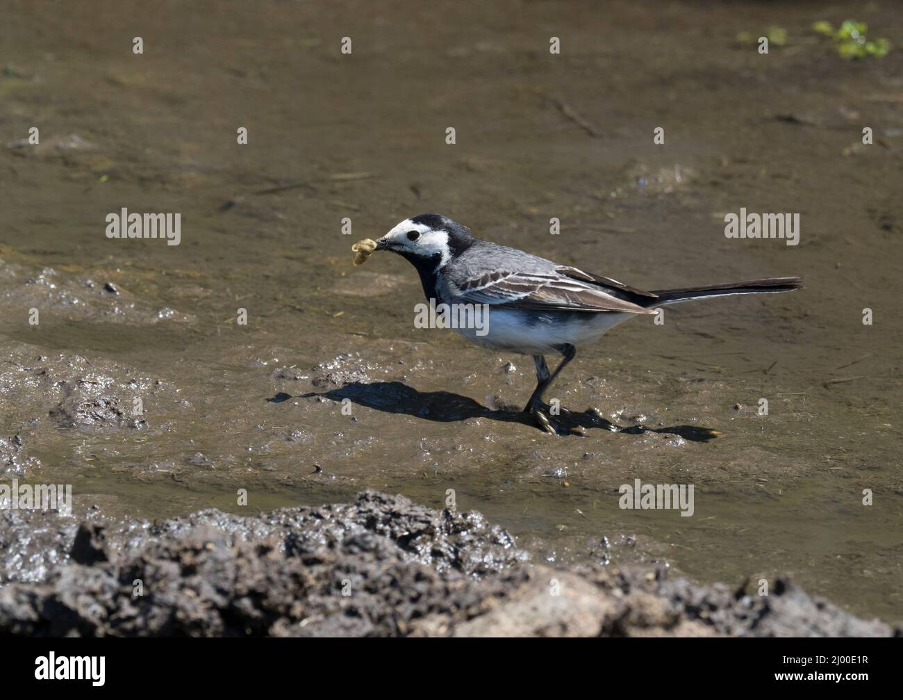 Pied Wagtail, Motacilla alba, alleinerziehende Erwachsene, die auf Schlamm mit Beute in Schnabel gehen, Pembrokeshire, Wales, Großbritannien. Stockfoto