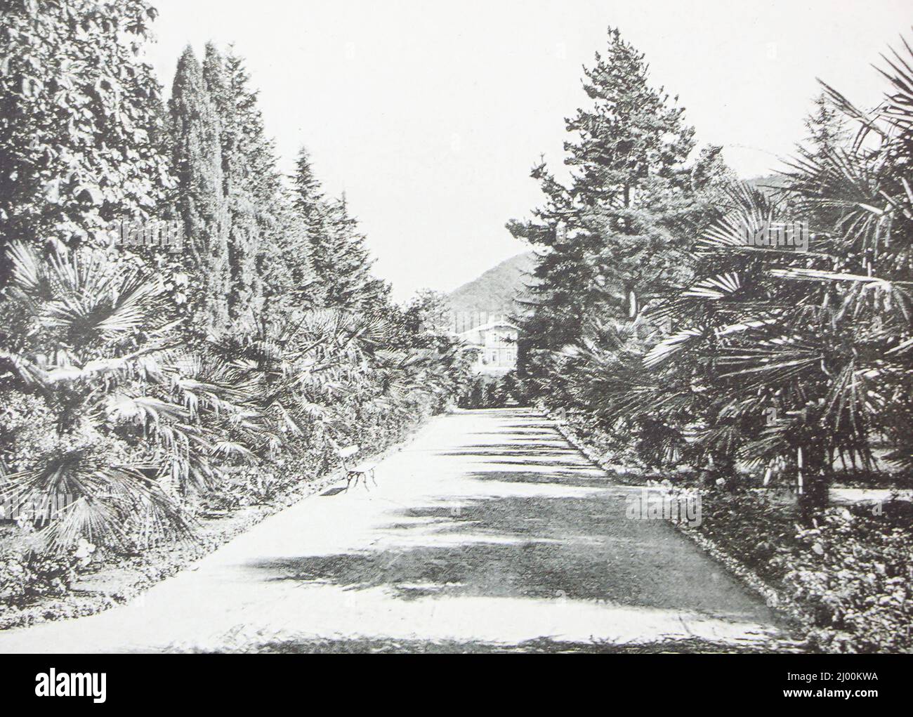 Sukhum. Palmenallee im Garten Sinop. Foto vom Ende des 19.. Jahrhunderts. Stockfoto
