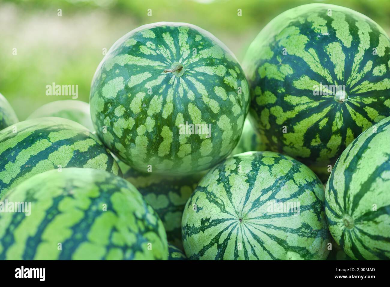 Viele große süße grüne Wassermelonen, sommerliches Essen Stockfotografie