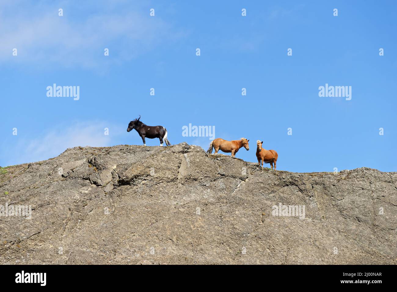 Gruppe von drei isländischen Pferden auf einem Felsen, von unten geschossen, über blauem Himmel mit wenigen Schleierwolken - Ort: Island Stockfoto