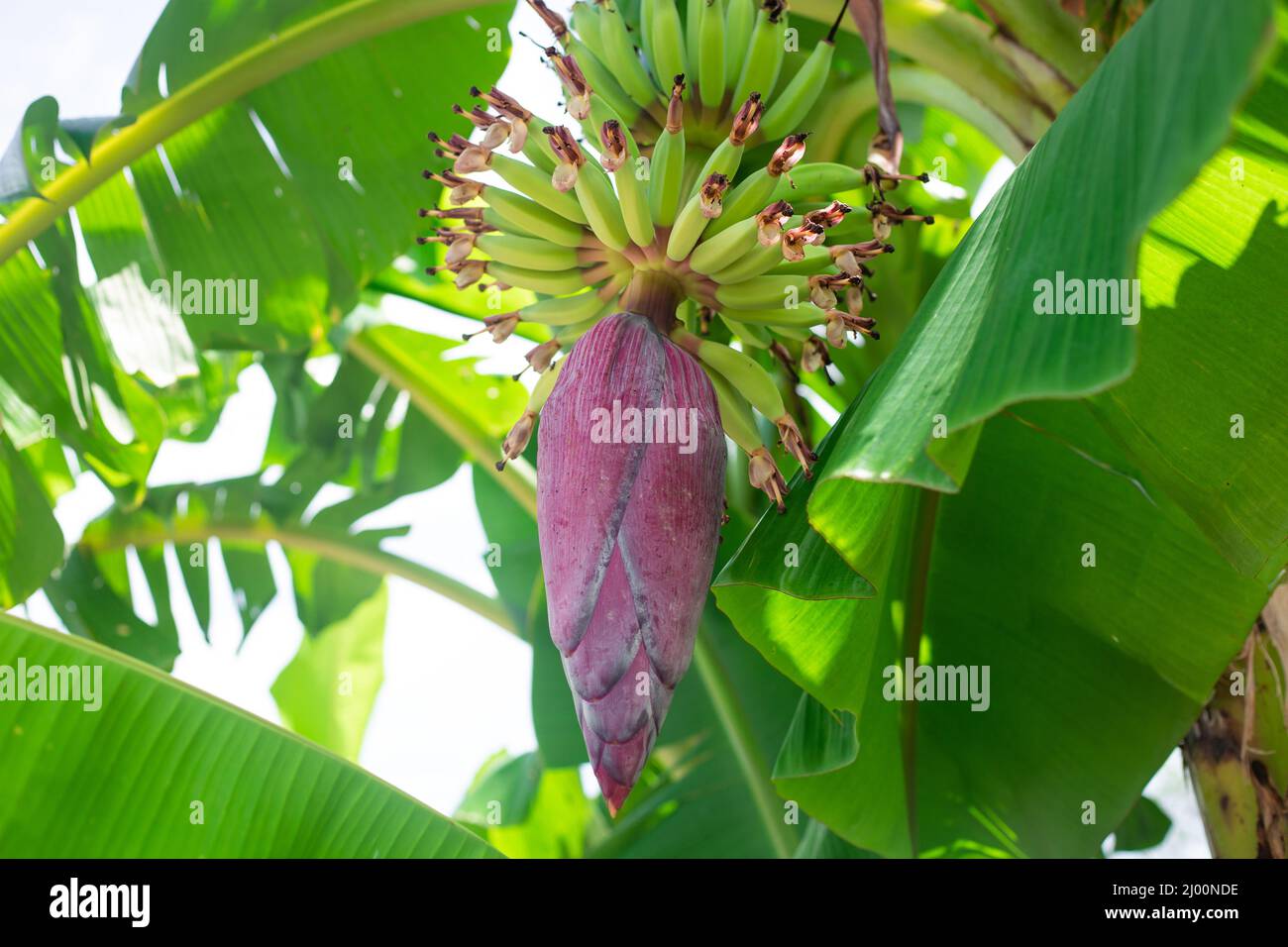 Bananenbaum mit jungen Früchten und einer großen burgunderroten Blume. Vegetation und Reifung der Bananen. Frische Früchte auf dem Baum. Stockfoto