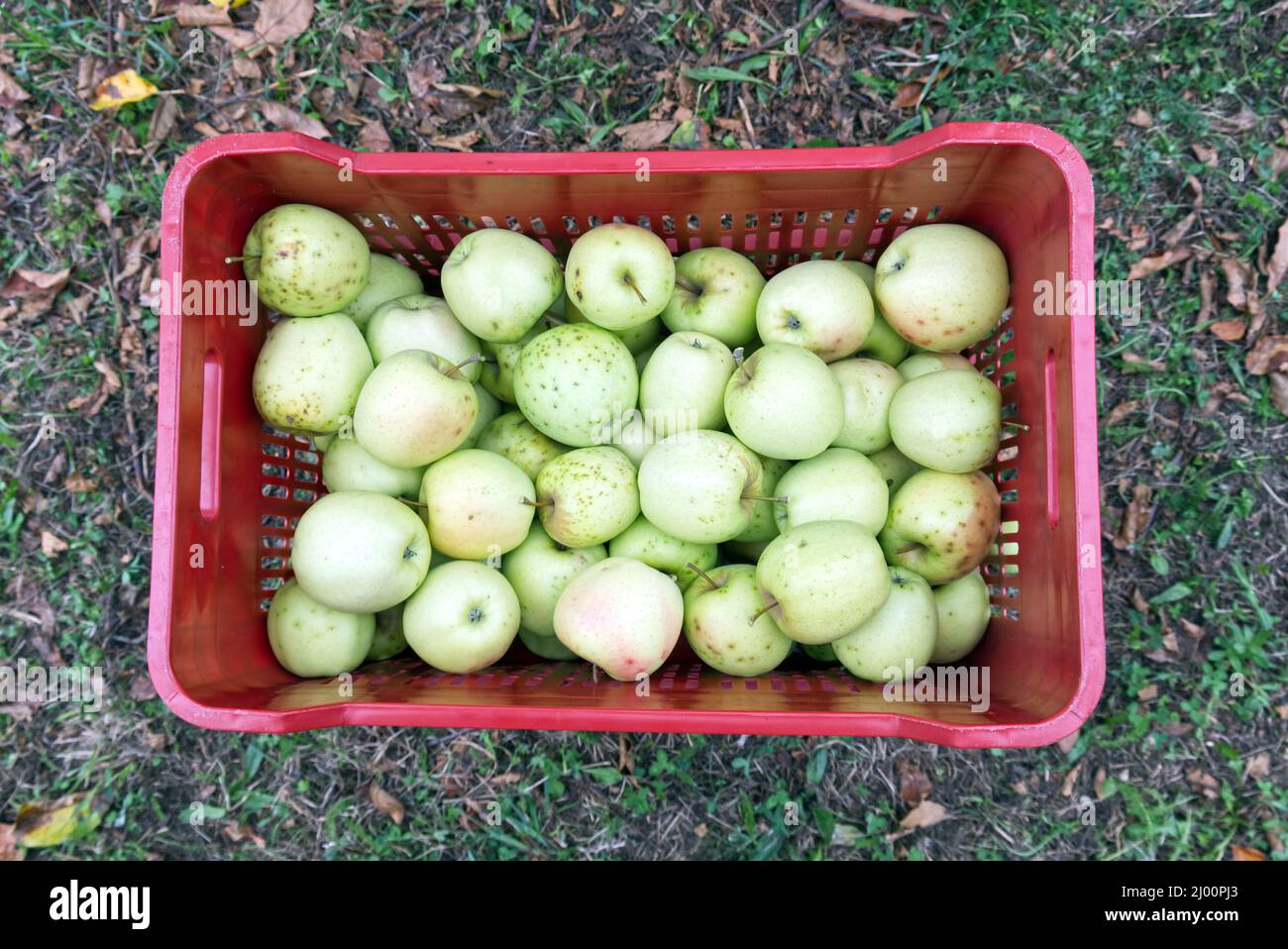 Eine Kiste mit goldenen Delicius-Äpfeln, die gerade auf einer italienischen Farm gepflückt wurde Stockfoto