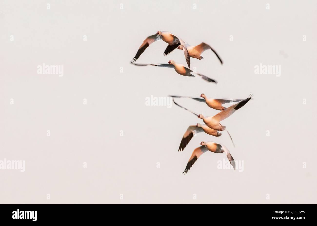 Schneegänse Fluggruppe im frühen Morgenlicht Stockfoto