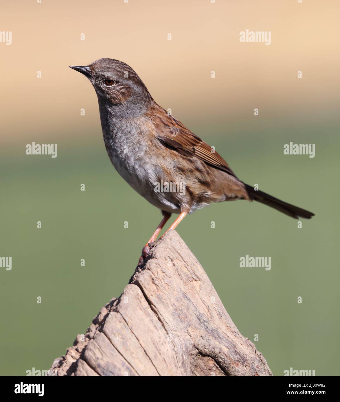 Dunnock auf einem Baumstumpf Stockfoto