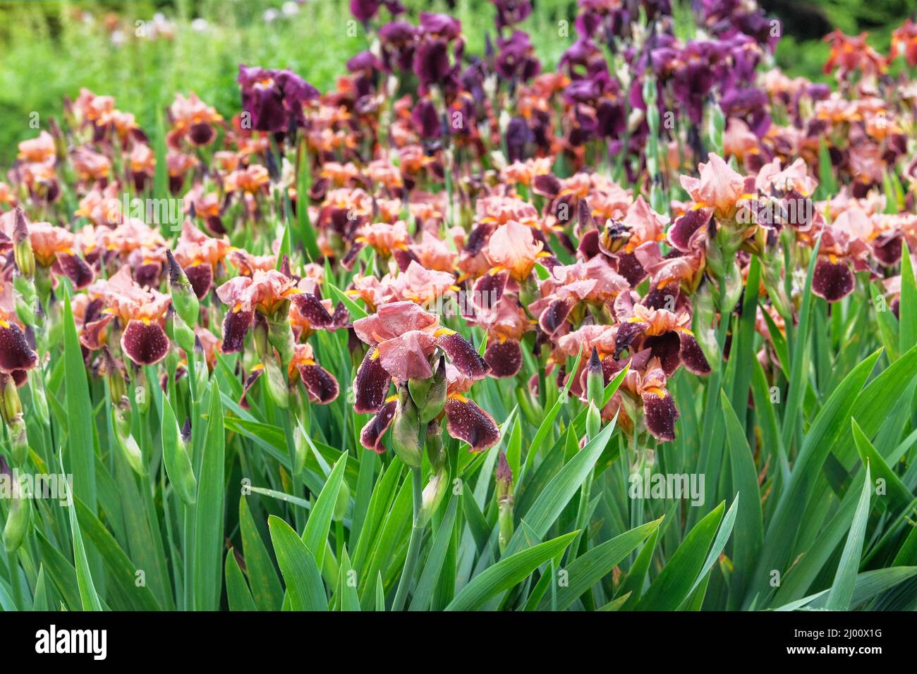 Iris im Park bei Regen, Nahaufnahme. Frühling Natur Hintergrund. Struktur im Landscape-Design. Stockfoto