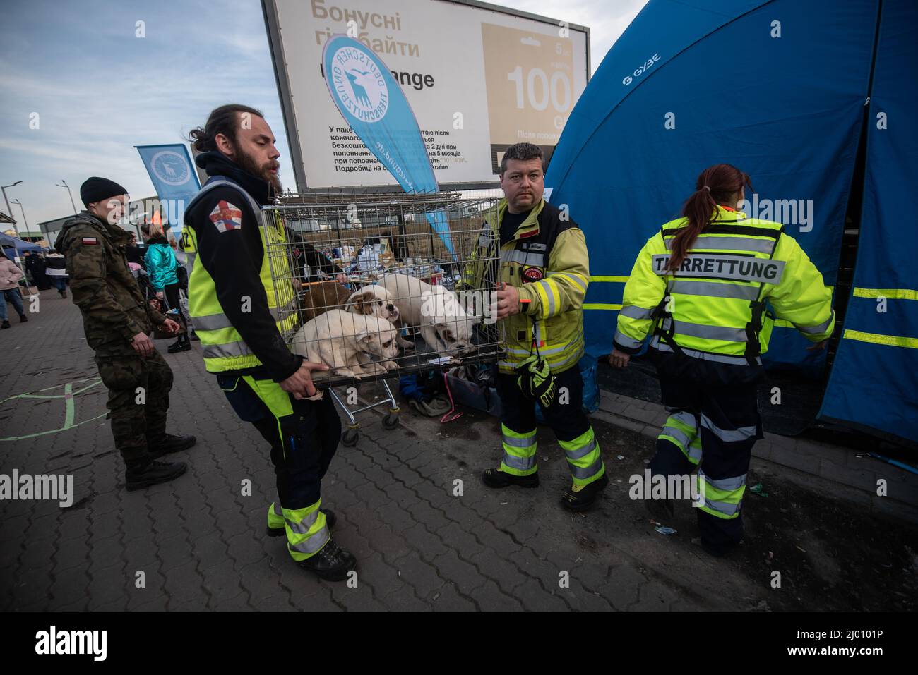Medika, Polen, 15. März 2022: Eine Gruppe von Haustierhunden wird in die Tierklinik im Flüchtlingslager Medika, Polen, gebracht. (Bild: © Hector Adolfo Quintanar Perez/ZUMA Press Wire) Stockfoto