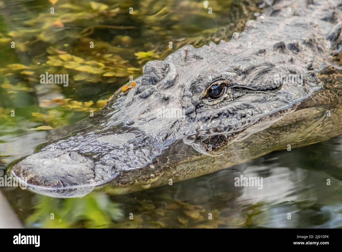 Ein amerikanischer Alligator tauchte im Wasser unter und zeigte nur seinen Kopf über der Süßwasseroberfläche. Stockfoto