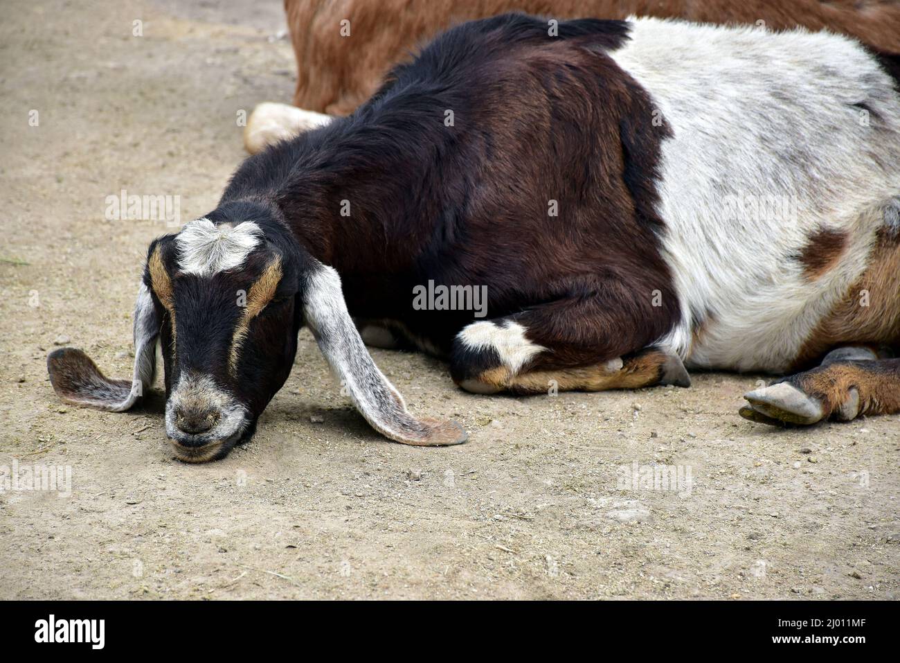 Schwarze, braune und weiße Ziege mit langen Ohren, die mit ihrem Kinn auf dem Boden liegen Stockfoto