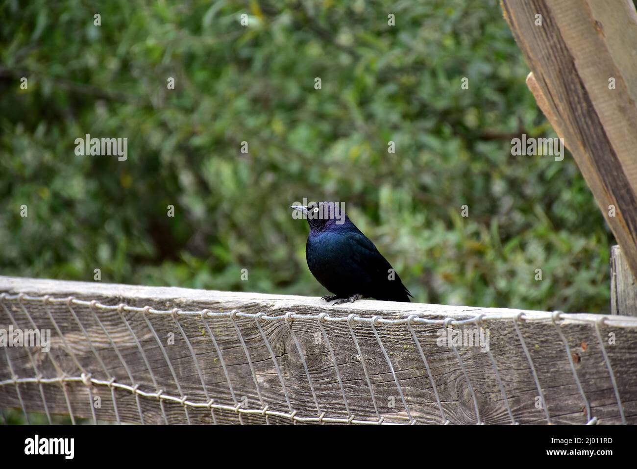 Kleiner blauer und violetter Vogel, der auf einem Zaun mit Grün im Hintergrund sitzt Stockfoto