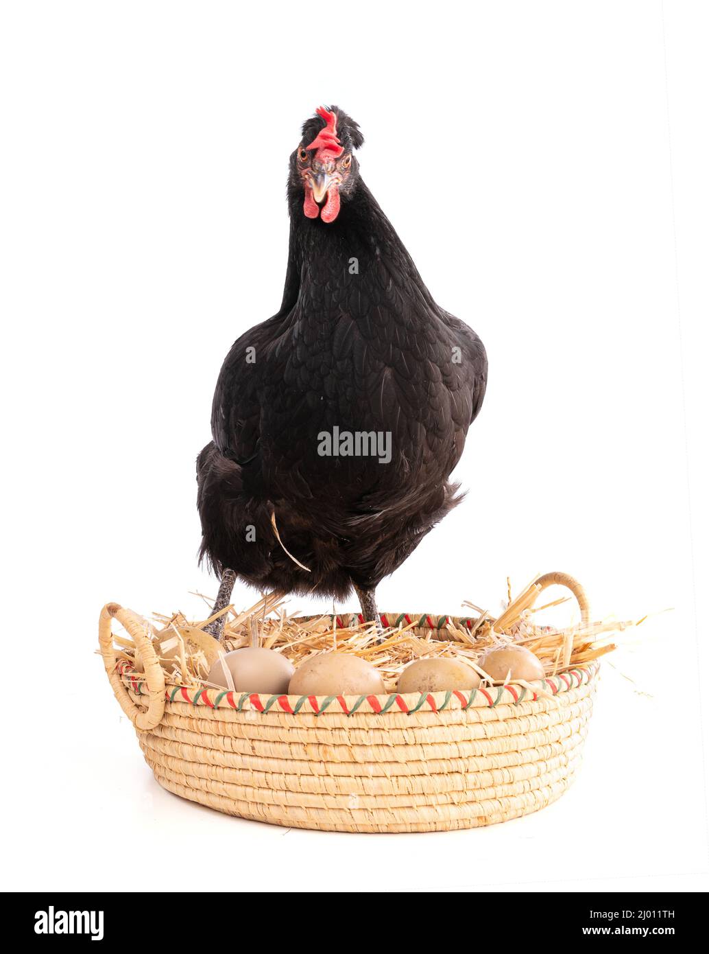 Schwarze Henne in einem Weidenkorb mit Eiern auf einem Weißer Hintergrund Stockfoto