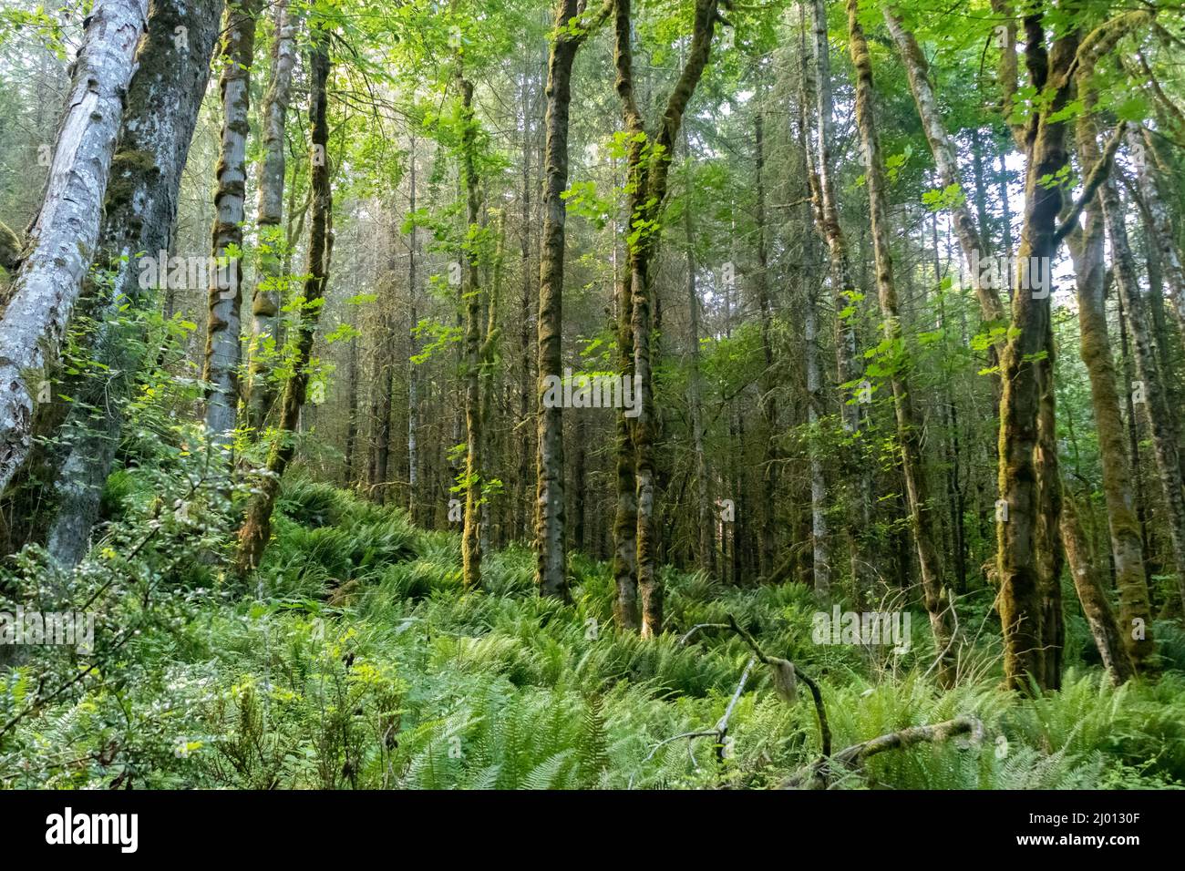 Heller, grüner Wald an einem hellen, sonnigen Tag Stockfoto