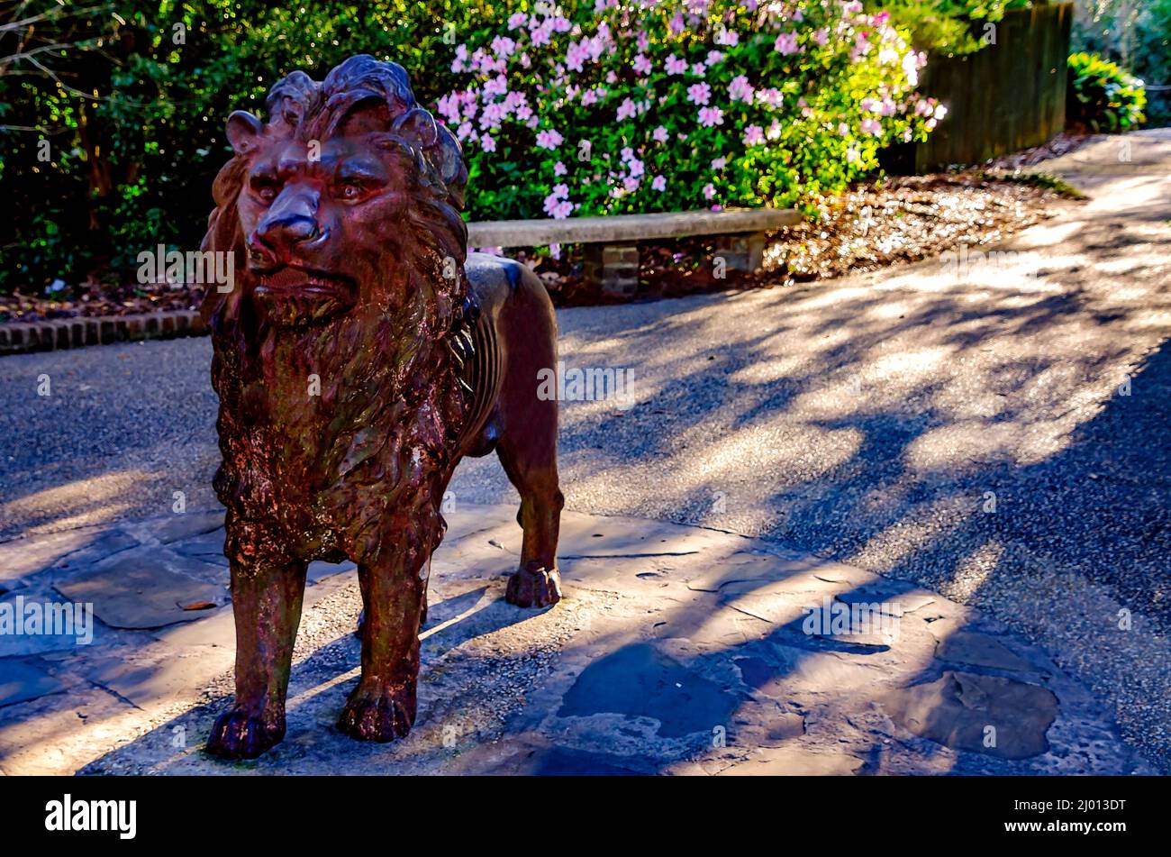 Südindische Azaleen (Rhododendron) blühen hinter einer gusseisernen Löwenstatue am Lion Overlook in Bellingrath Gardens in Theodore, Alabama. Stockfoto