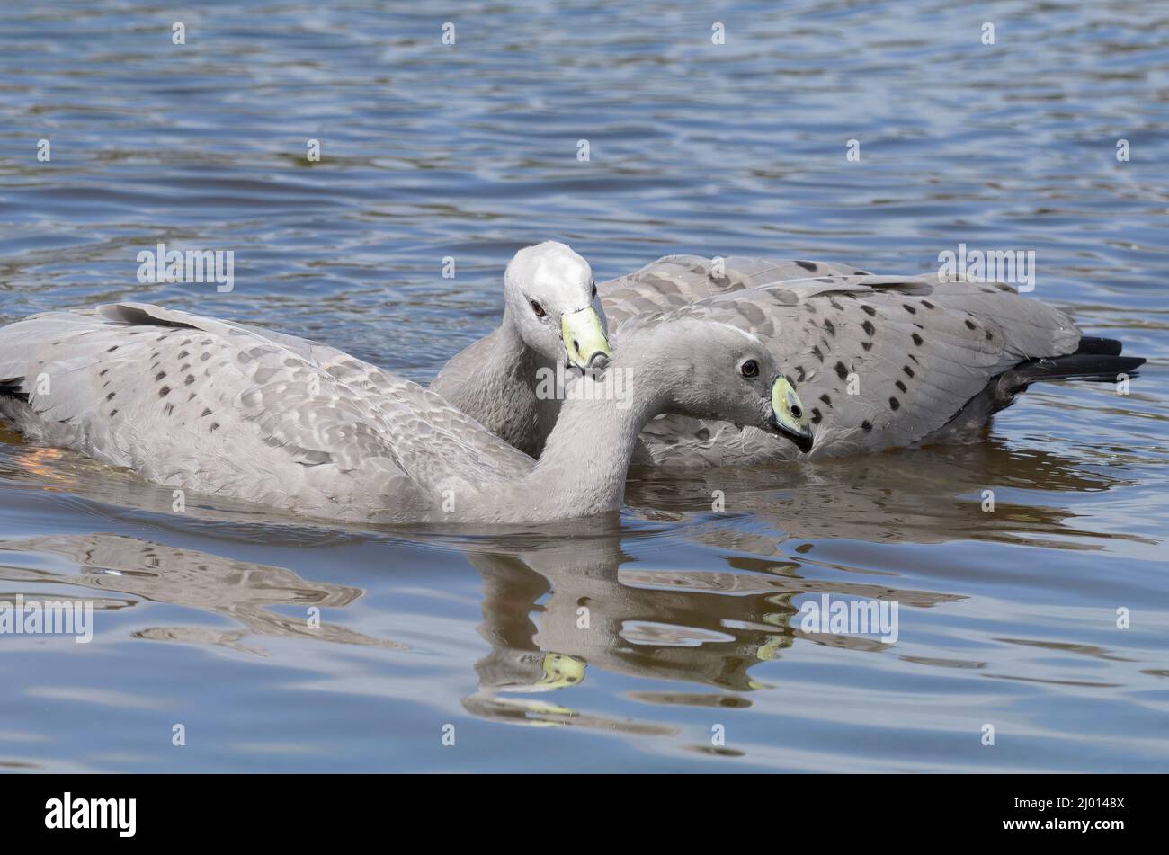 Ein Paar karge Gänse am Kap, die auf dem Wasser interagieren Stockfoto