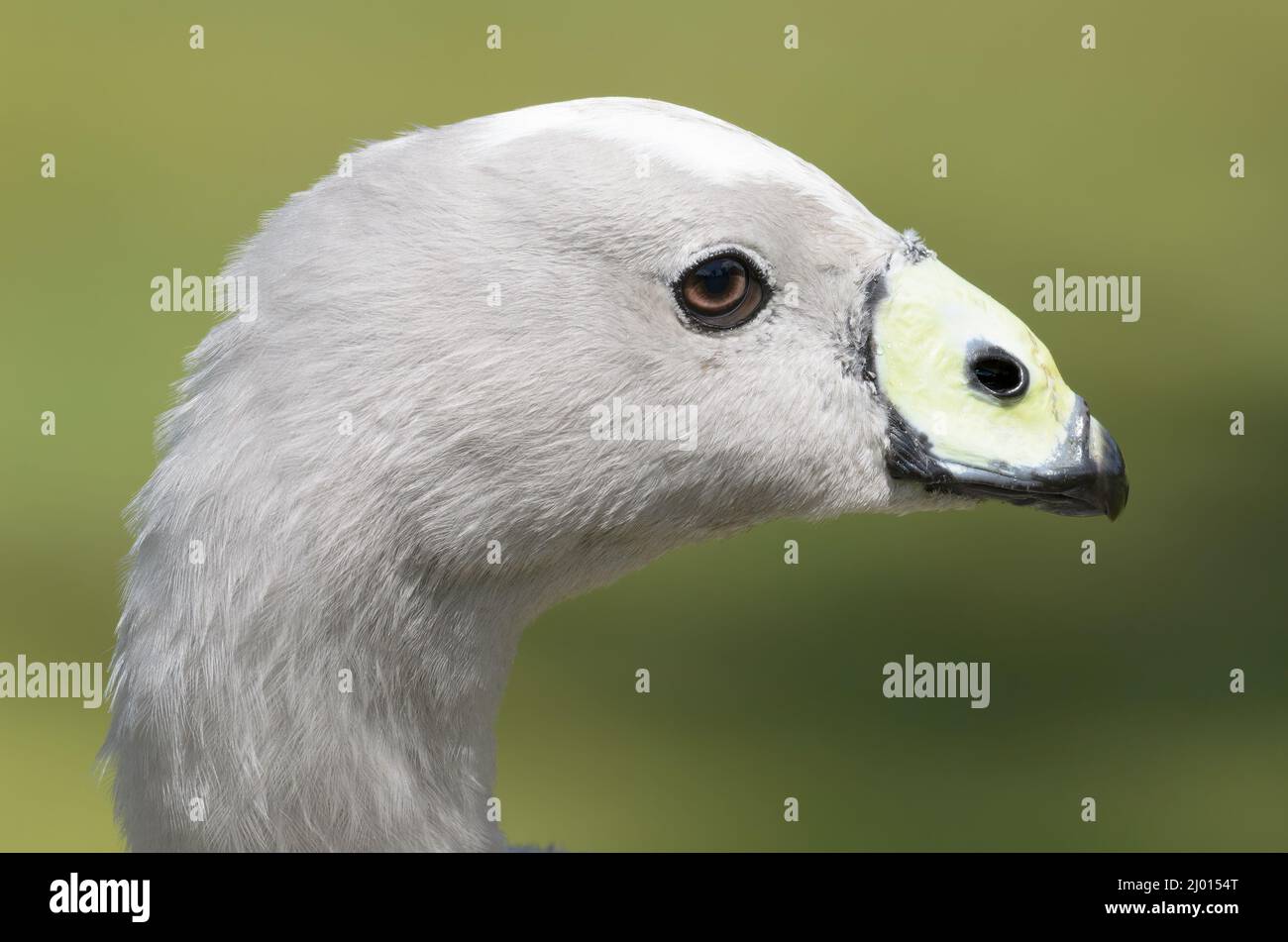 Nahaufnahme der Cape Barren Goose Stockfoto