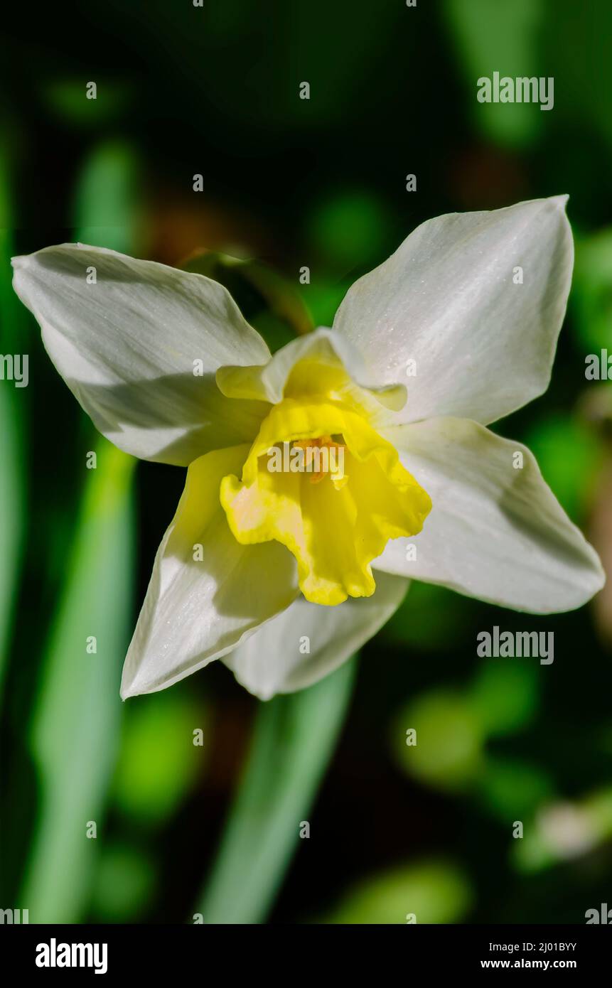 Eine gelbe Narzisse (Narcissus) blüht in den Bellingrath Gardens, 4. März 2022, in Theodore, Alabama. Die 65 Hektar großen Gärten wurden 1932 der Öffentlichkeit zugänglich gemacht. Stockfoto