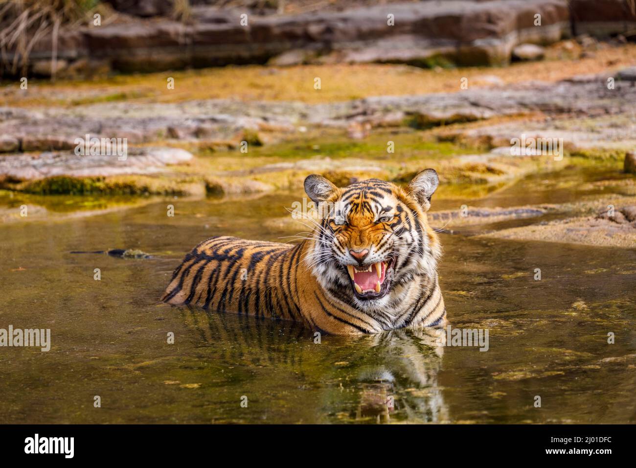 Weibliche Bengaltiger (Panthera tigris) (Tigerin) schnarrt, während sie sich ausruht und in einem Wasserloch, dem Ranthambore National Park, Rajasthan, Nordindien, abkühlt Stockfoto