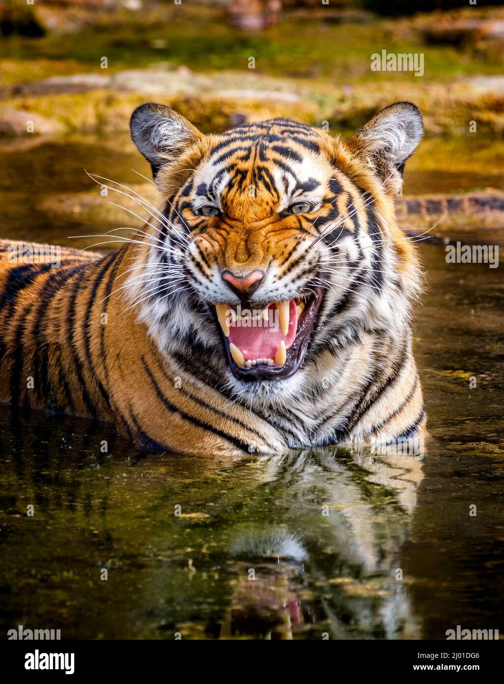 Weibliche Bengaltiger (Panthera tigris) (Tigerin) schnarrt, während sie sich ausruht und in einem Wasserloch, dem Ranthambore National Park, Rajasthan, Nordindien, abkühlt Stockfoto