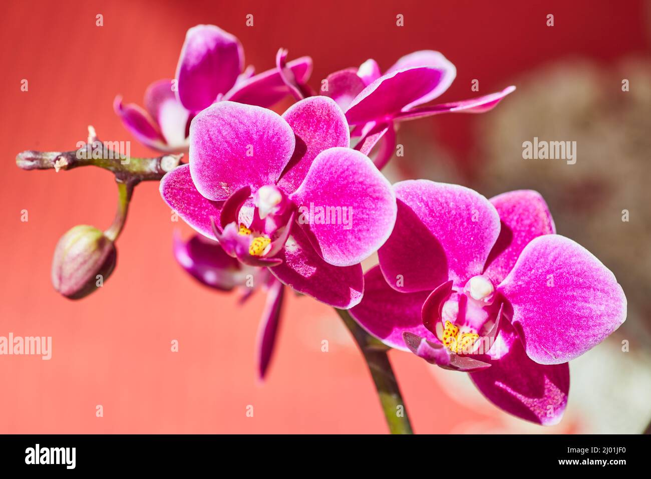 Orchideenblütenzweig aus rosa und gelb auf rotem und weißem Drachen asiatischem Hintergrund Stockfoto