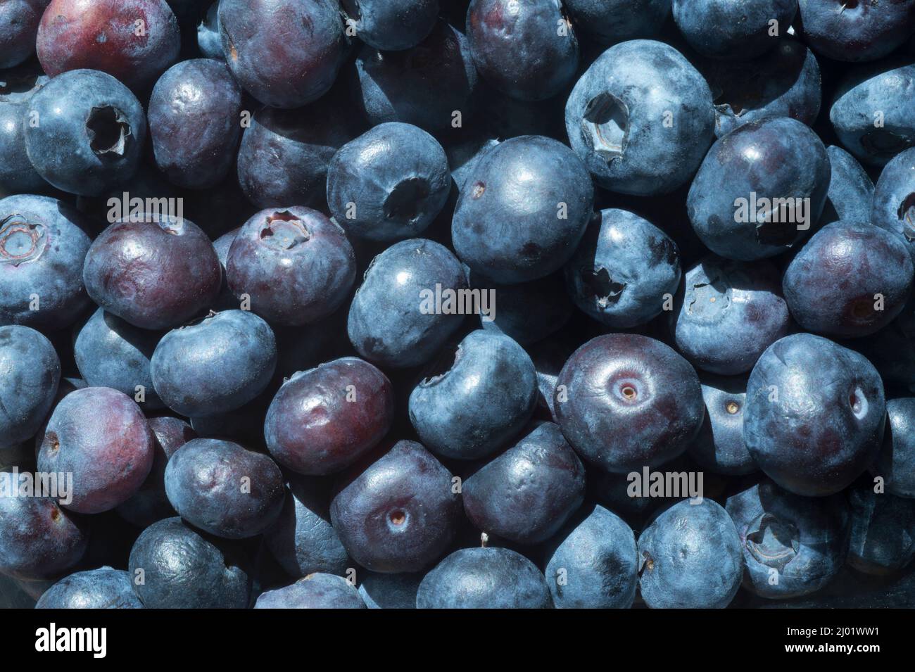 Heidelbeeren (Vaccinium sp.) Stockfoto