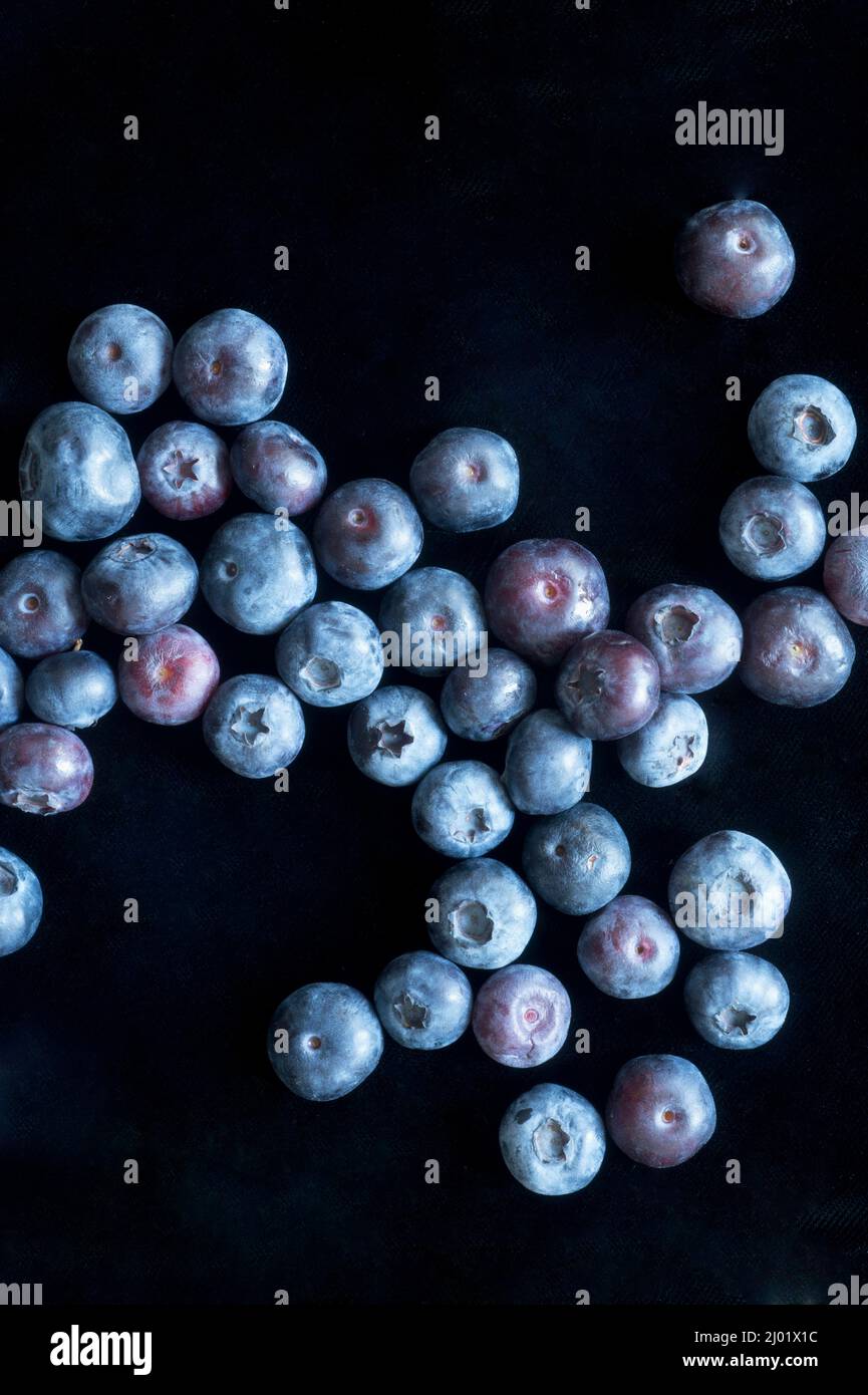 Heidelbeeren (Vaccinium sp.) Stockfoto