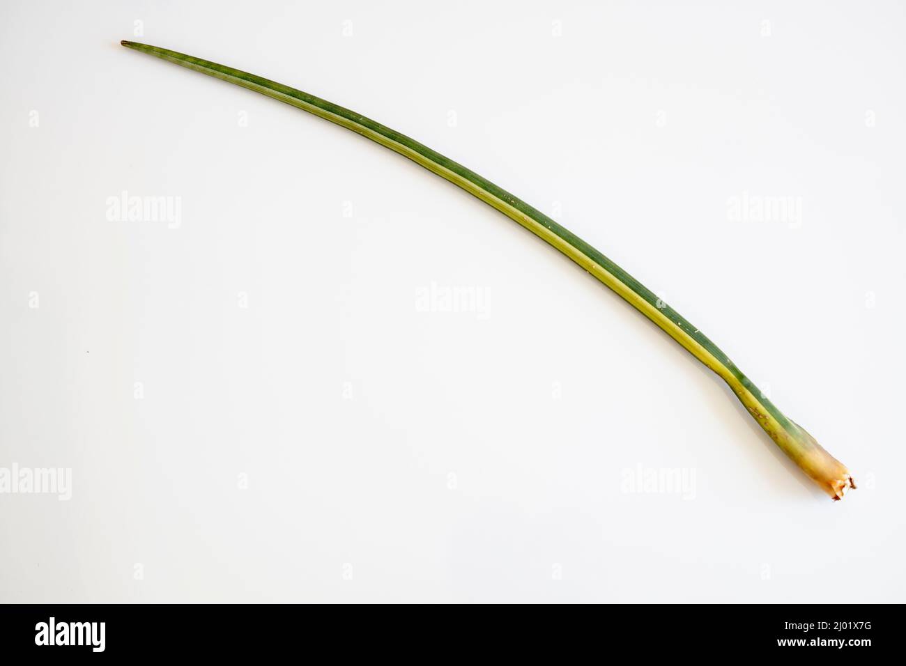 Sansevieria Cylindrica Variegated Snake Plant Stockfoto