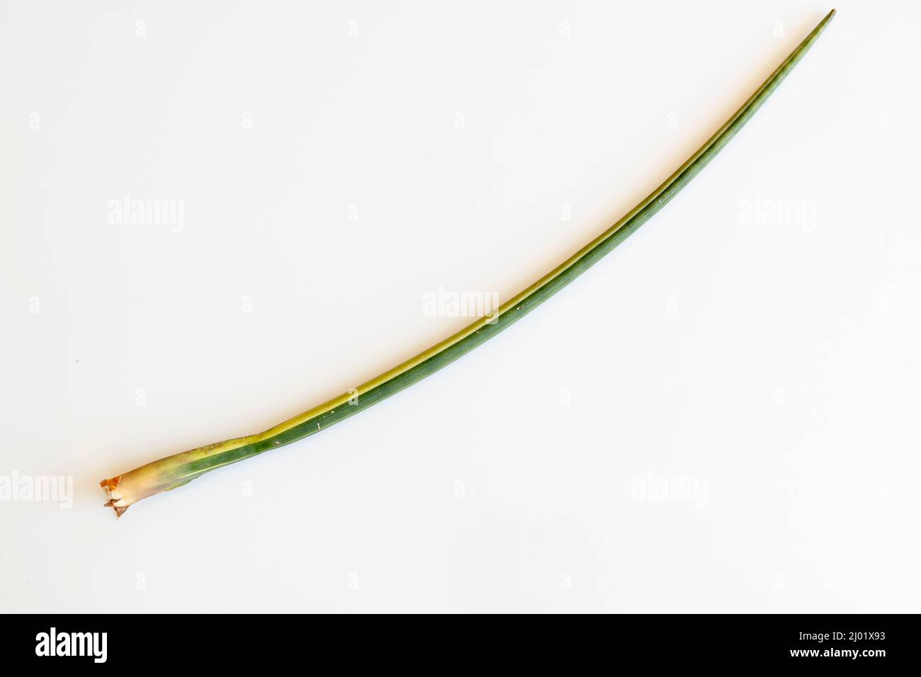 Bunte Schlangenpflanze Sansevieria Cylindrica Stockfoto