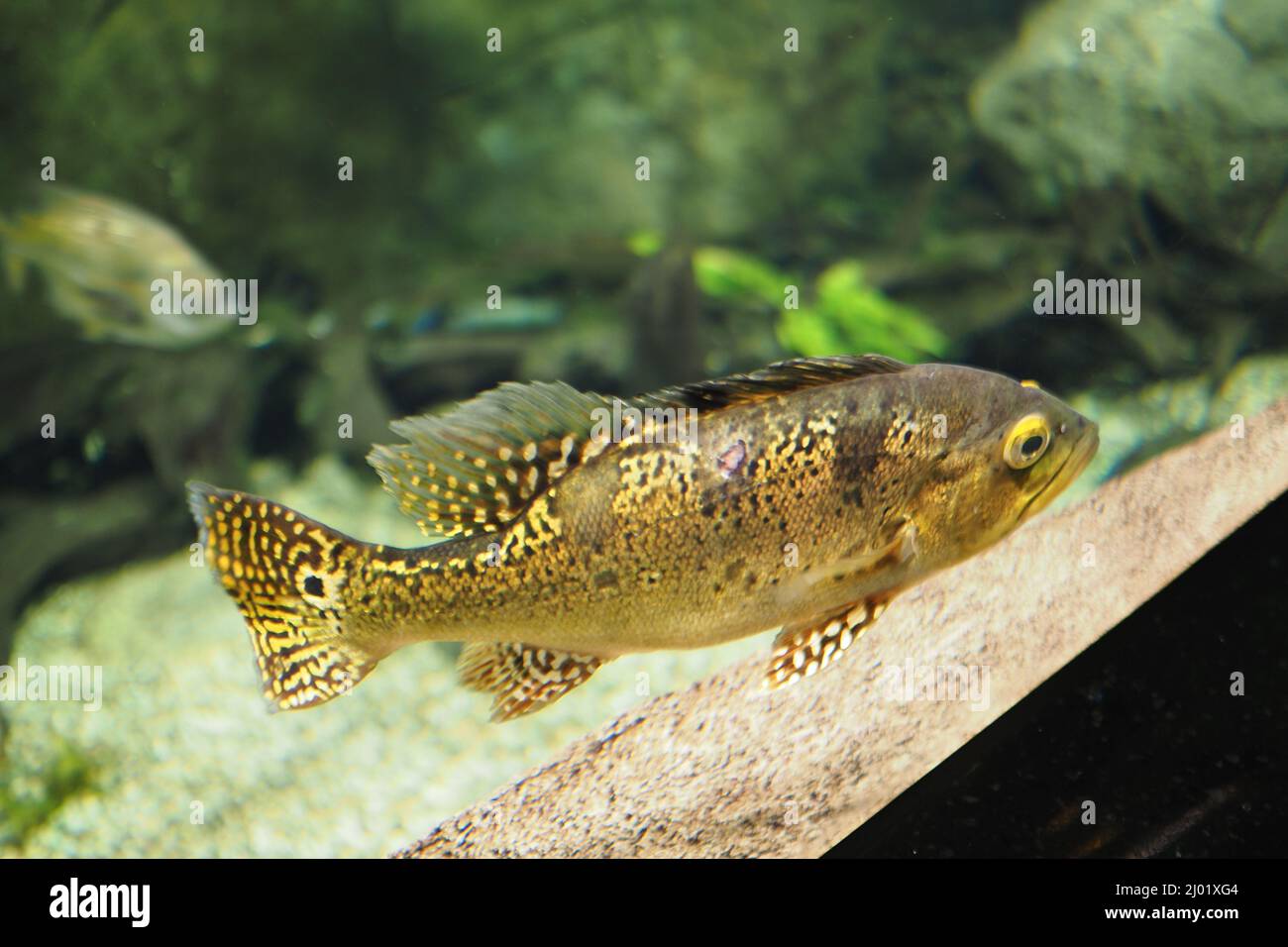 Cichla kelbury Fische im Aquarium. Stockfoto