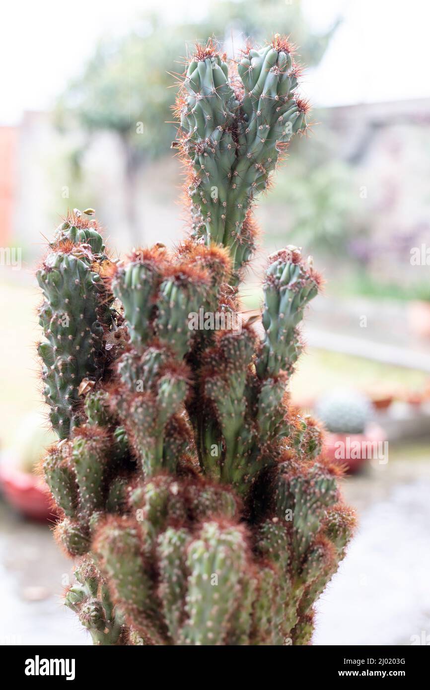 Cereus peruvianus monstrose Kaktuspflanze mit selektivem Fokus und unscharfen Hintergrund Stockfoto