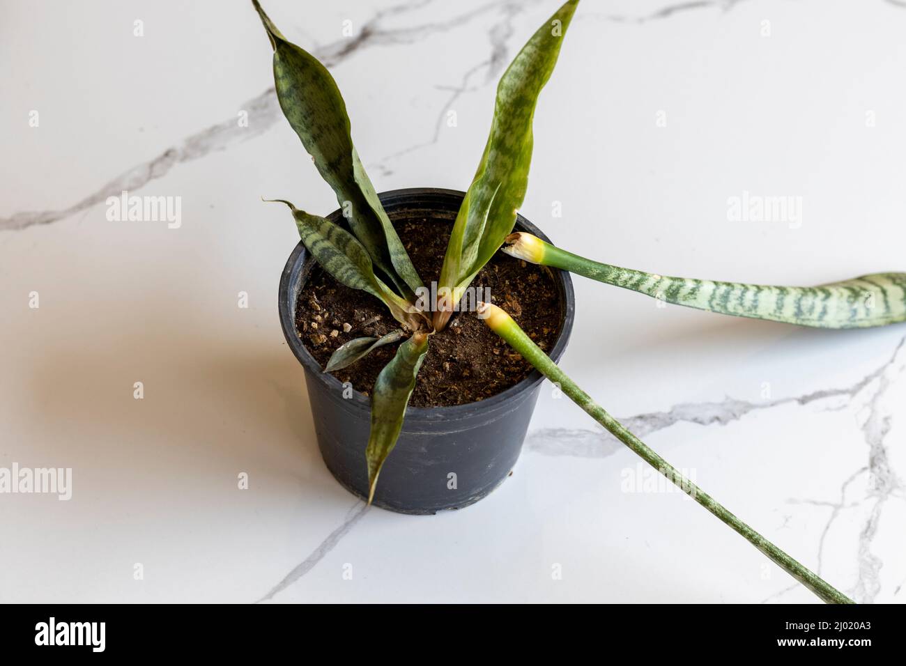 Sanseveria Schlange verfaulte Pflanze in einem Topf Stockfoto