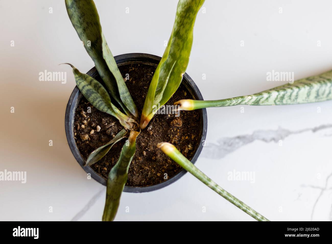 Überwasser-Schlangenpflanze in einem Topf mit hohem Winkel Stockfoto