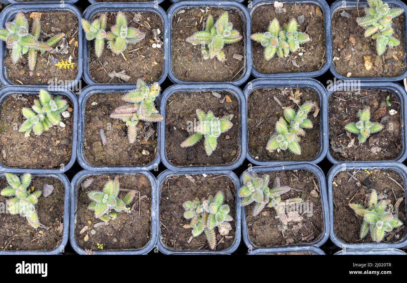 Vermehrung der delosperma echinatum Pickle Pflanze aus Stecklingen Stockfoto
