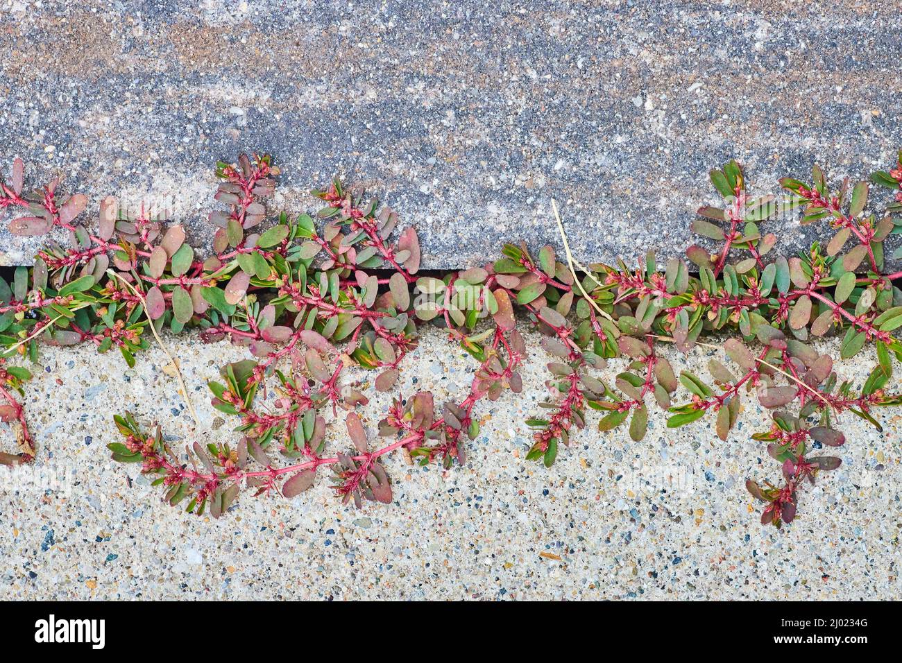 Veranda Terrasse Fliesen Detail mit Unkraut gefüllt Stockfoto