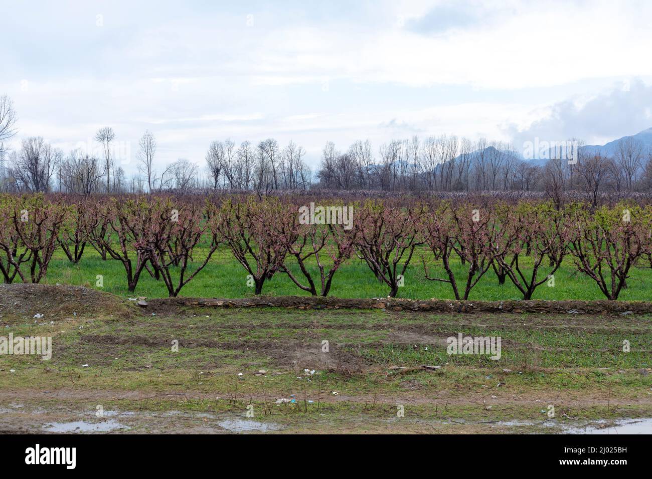 Pfirsichbäume in der Obstfarm Stockfoto