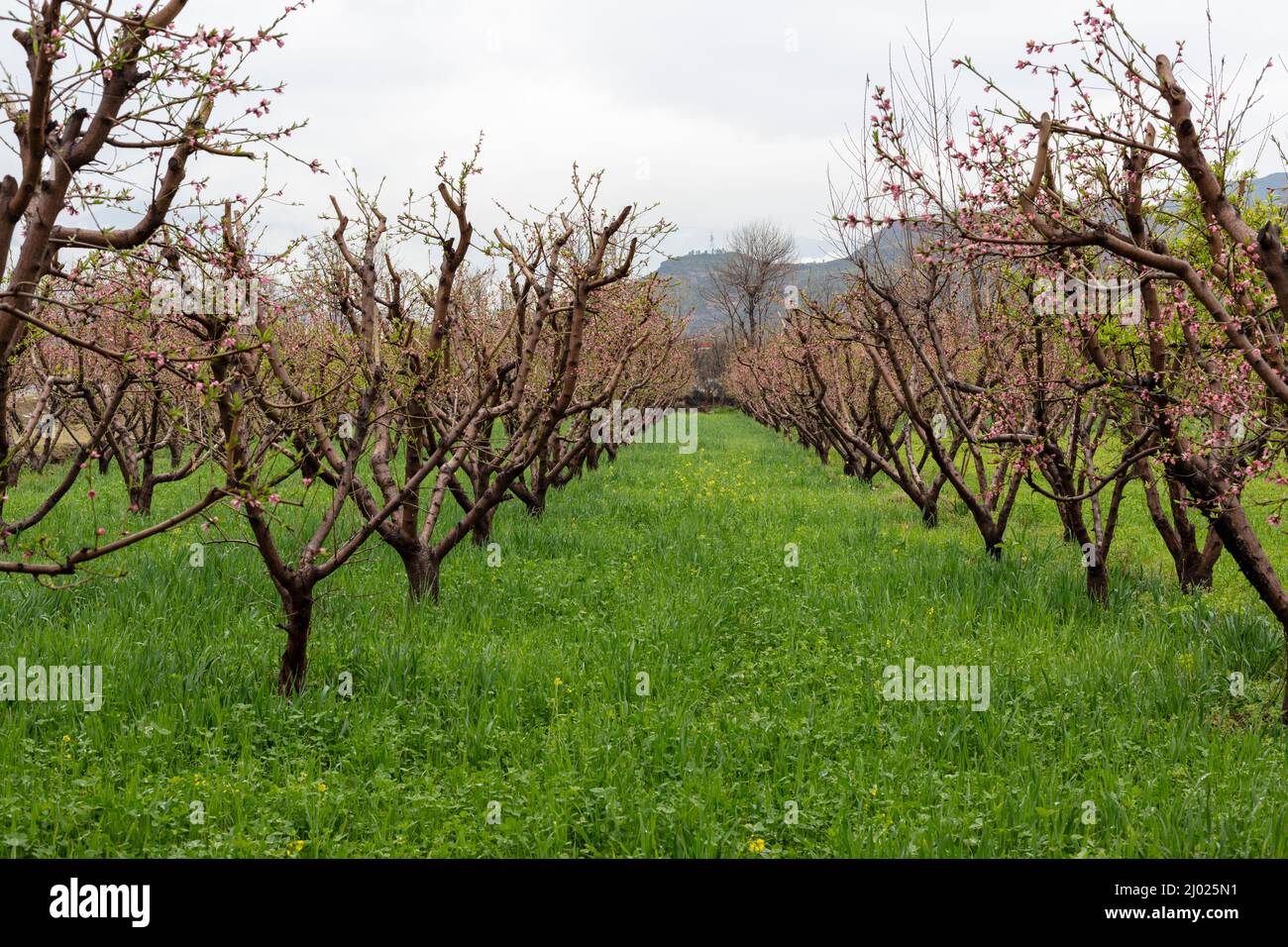 Pfirsichbäume blühen im Frühling Stockfoto