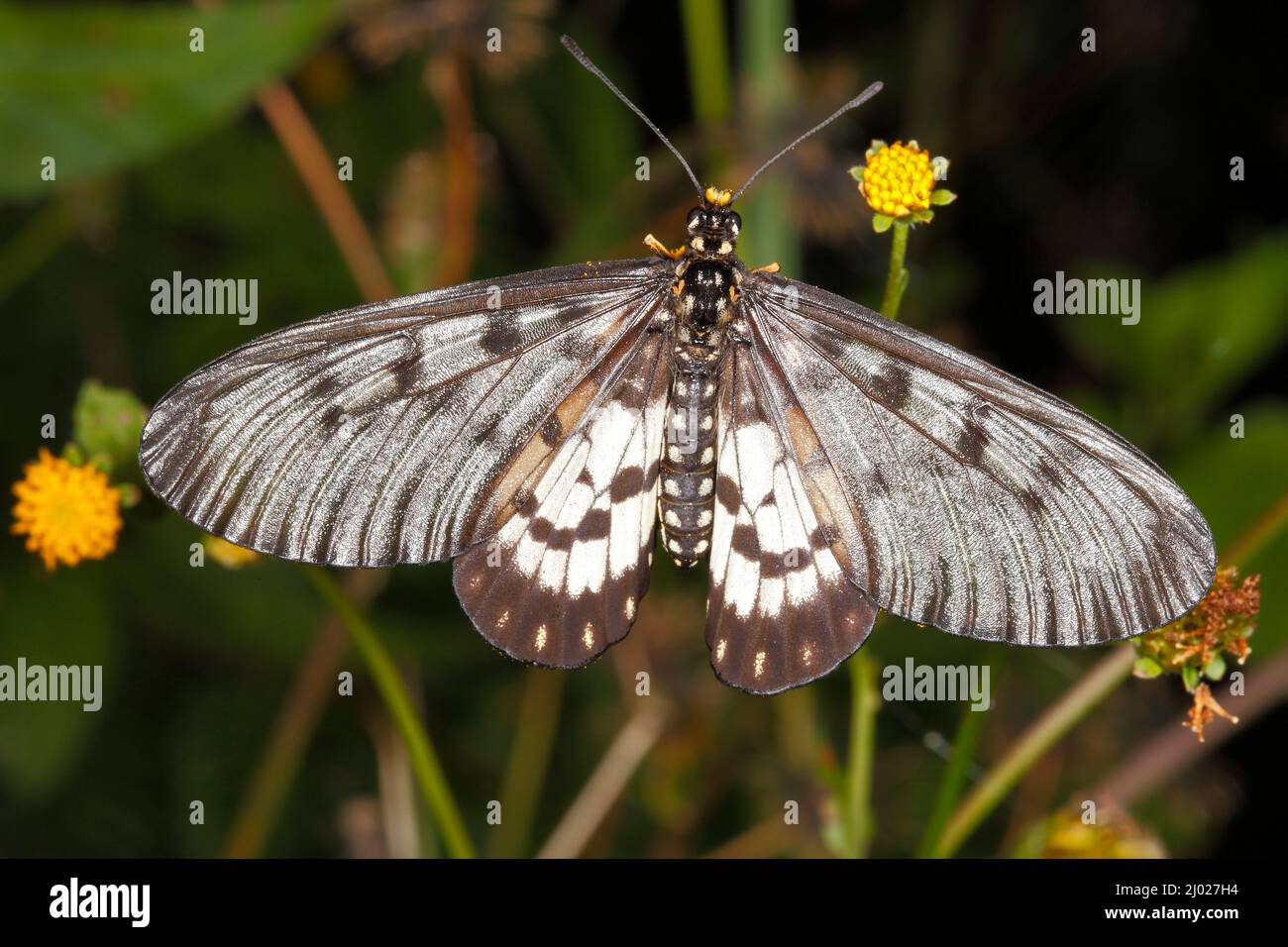 Glasflügel Schmetterling, Acraea andromacha, essen gelbe Blume. Auch bekannt als kleiner fettiger Schmetterling und kleiner fettiger Schmetterling. Coffs Harbor, NSW, Stockfoto