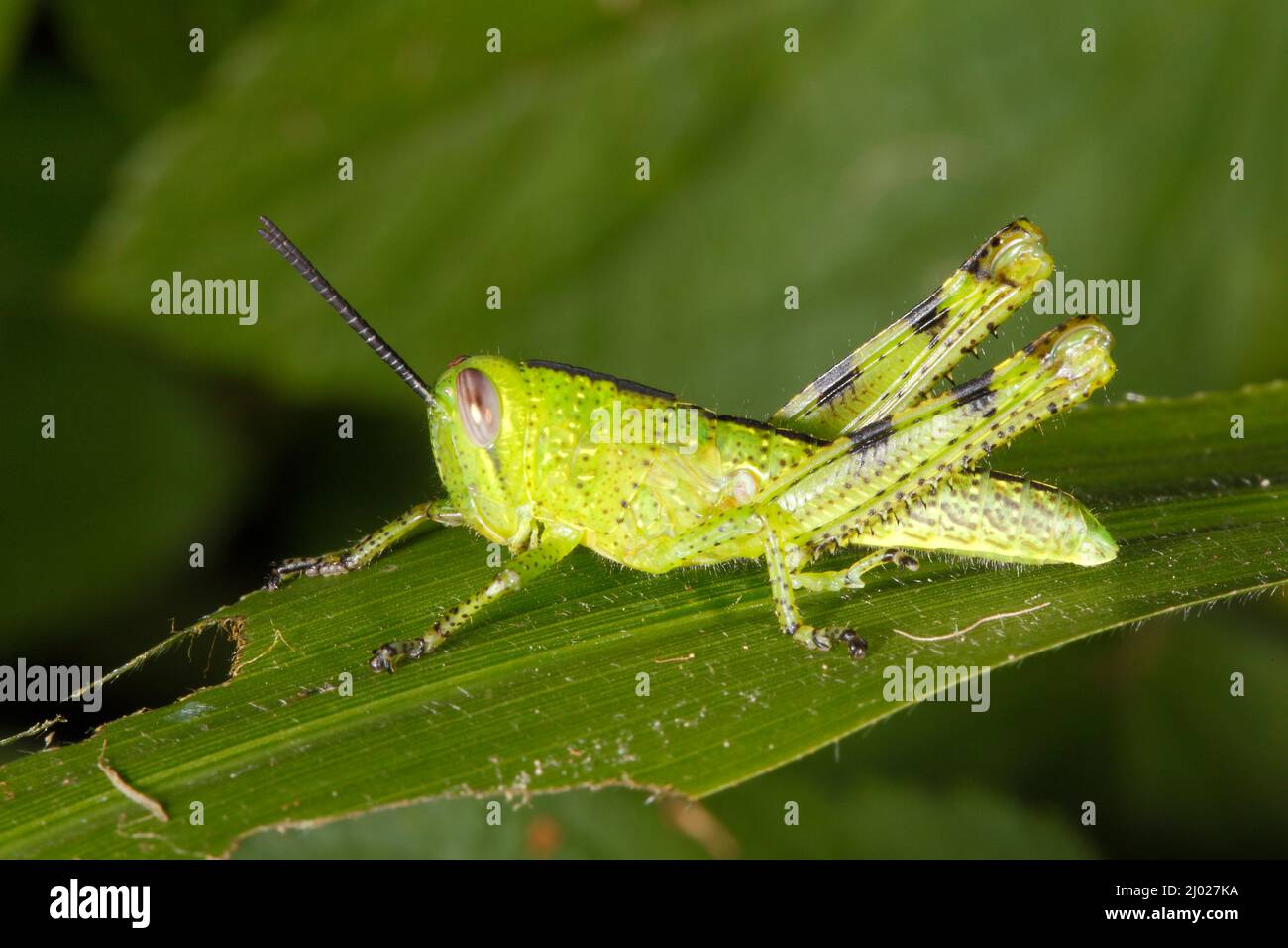 Riesige Grasshopper, Valanga irregularis. Auch bekannt als Giant Valanga oder Hedge Grasshopper. Leuchtend grüne Instarnymphe. Coffs Harbour, NSW, Australien Stockfoto