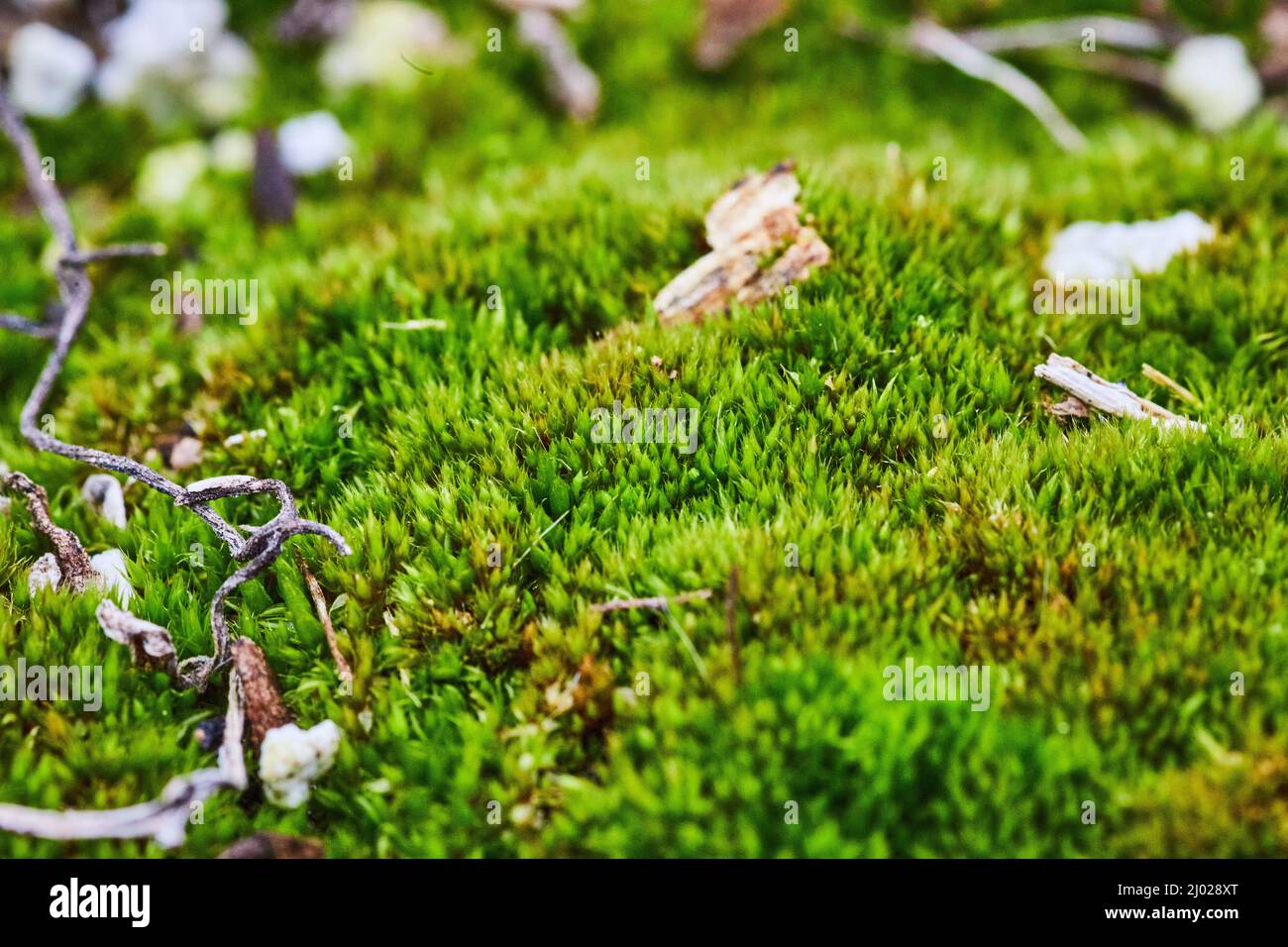 Makro von moosigen Boden mit Stöcken Stockfoto