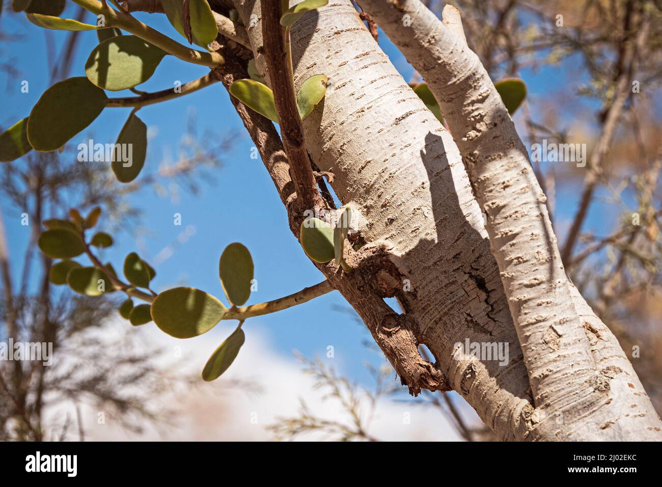 Nahaufnahme der Wurzeln eines parasitären Plicosepalus acaciae Akazienriemenstrauch, der an einem Tamariskenbaum im Wadi Nekarot im Negev in Israel befestigt ist Stockfoto