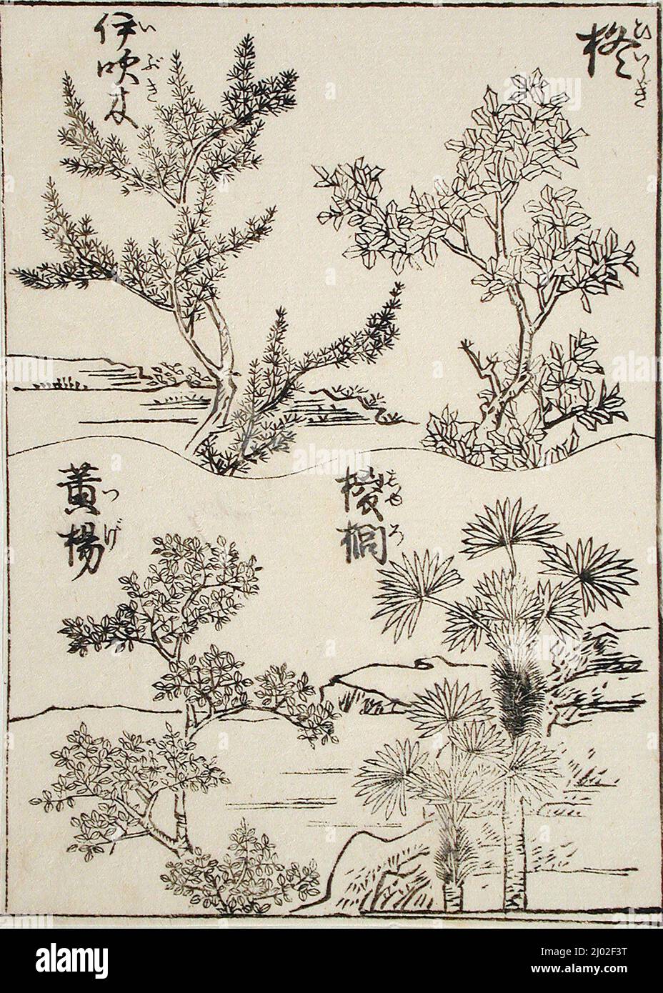 Beispiele für vier Baumarten für Künstler. Ryūryūkyo Shinsai zugeschrieben (Japan, 1760-1823). Japan, 19.. Jahrhundert. Drucke; Holzschnitte. Seite aus einem Buch mit Holzschnitt Stockfoto