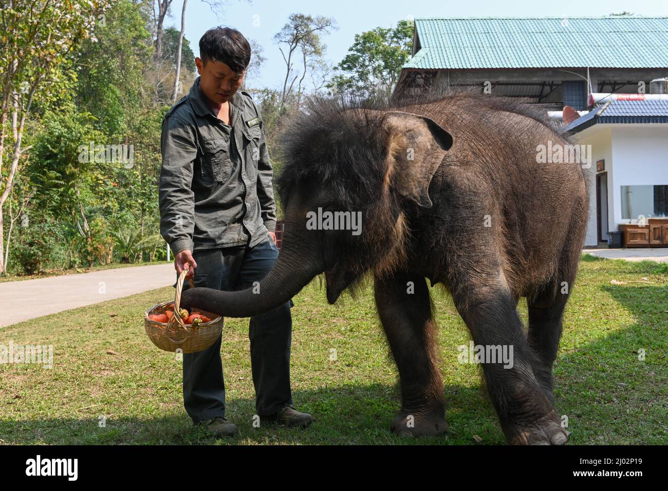 XISHUANGBANNA, 16. März 2022 (Xinhua) -- Xu Yunfeng, ein Wildtierschützer, füttert im Asian Elephant Breeding and Rescue Center in der Autonomen Präfektur Xishuangbanna Dai, südwestlich der Provinz Yunnan, den asiatischen Elefanten „LONGLONG“, 15. März 2022. Ein Elefantenbaby in Xishuangbanna wurde von seiner Herde nur etwa zwei Monate nach seiner Geburt aufgrund schwerer Beinverletzungen im Juli 2021 aufgegeben. Der Elefant wurde gerettet und zur Behandlung in das Asian Elephant Breeding and Rescue Center in Xishuangbanna geschickt und erhielt den Namen „LONGLONG“. Unter der Obhut von Wildtieren conser Stockfoto