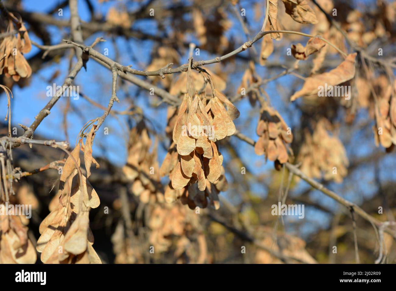 Wunderschöne und farbenfrohe Natur, trockene und goldene Ahornsamen mit trockenen Blättern, die an Bäumen und Ästen vor einem hellblauen Himmel hängen. Stockfoto