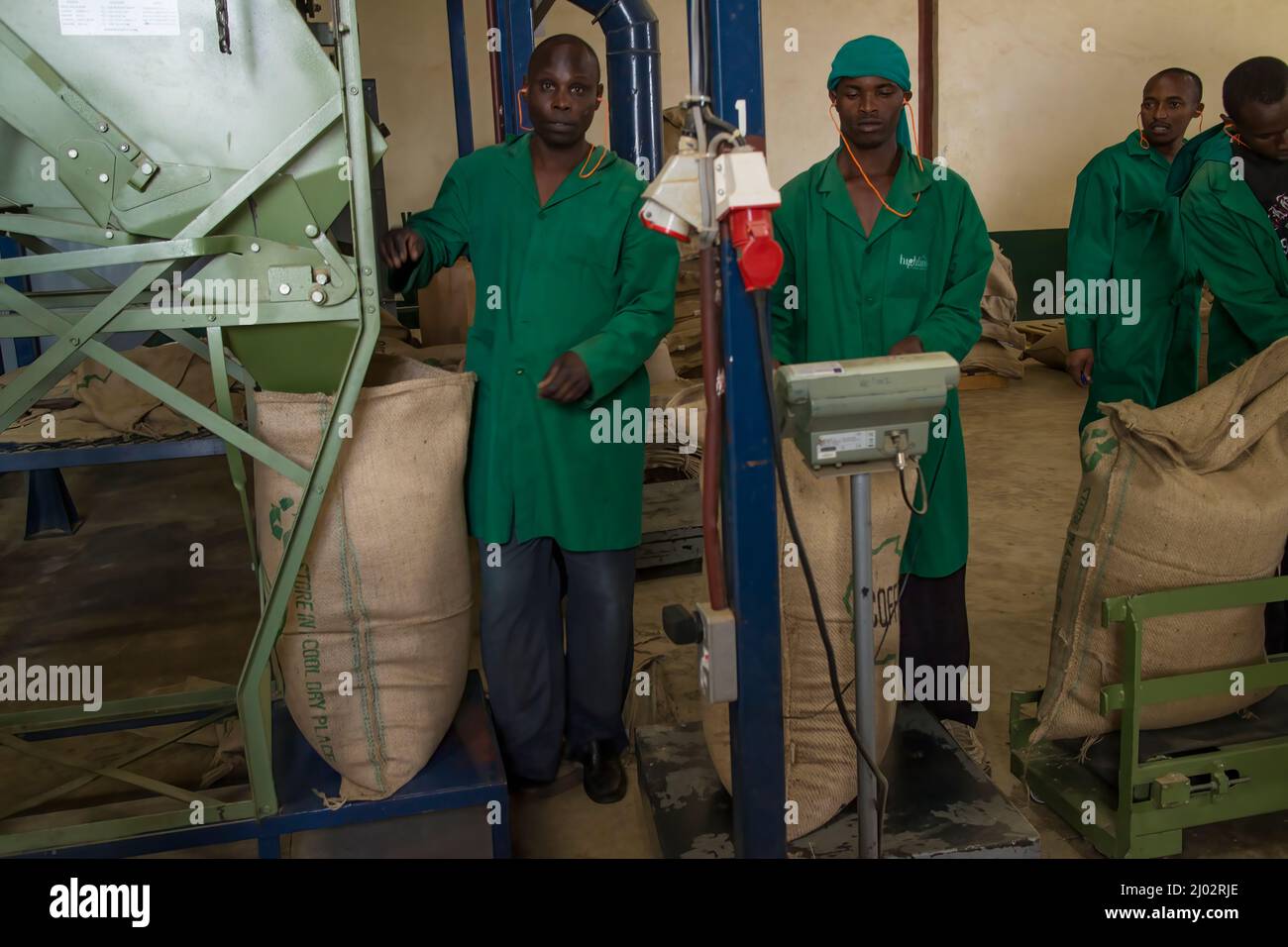 Absacken von grünem Kaffee, Kenia Stockfoto